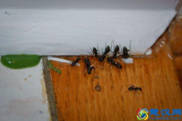 家中有蚂蚁不要忙着喷药，用这个方法，去蚂蚁安全有效