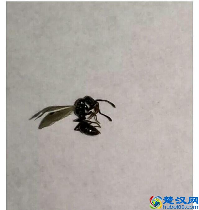 家中有蚂蚁不要忙着喷药，用这个方法，去蚂蚁安全有效