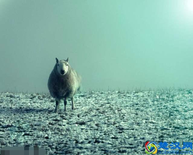 目前农村养殖哪种动物，好养又赚钱，你知道吗？