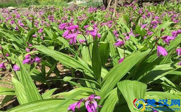 七白散中的白及，除了美白，其实最主要是可以调理各种出血！