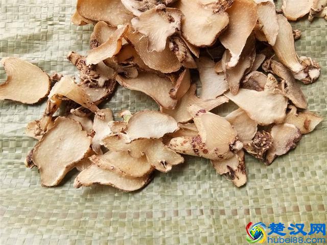 七白散中的白及，除了美白，其实最主要是可以调理各种出血！