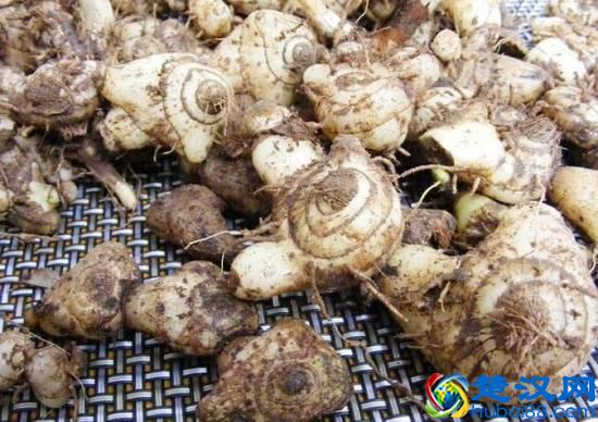 七白散中的白及，除了美白，其实最主要是可以调理各种出血！