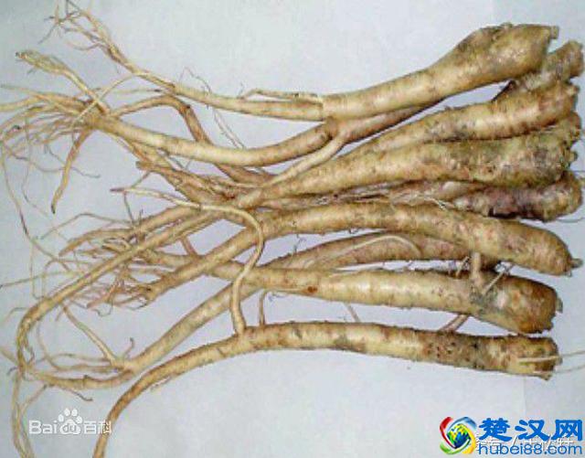 河南南阳桐桔梗