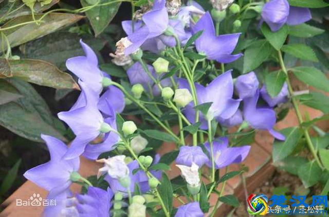 河南南阳桐桔梗