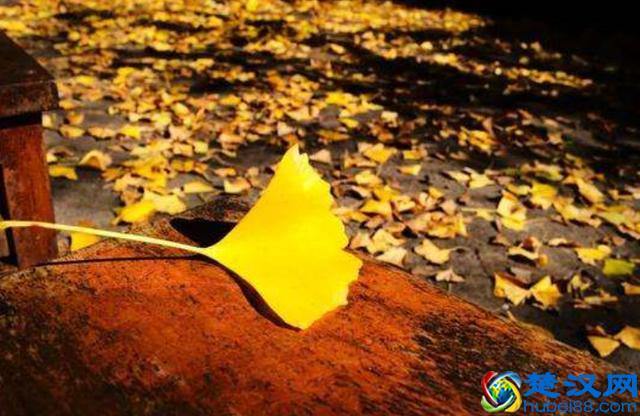 秋季感叹“一层秋雨一层凉，一地落叶一地伤”