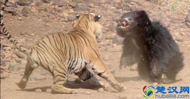 世界最凶猛的野兽！老虎最怕什么？网友：狮子靠边站，原来怕这个