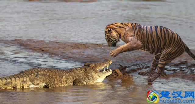 世界最凶猛的野兽！老虎最怕什么？网友：狮子靠边站，原来怕这个