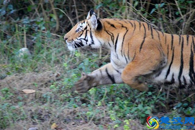 世界最凶猛的野兽！老虎最怕什么？网友：狮子靠边站，原来怕这个