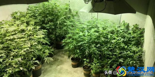 我租7套房种植物想发财，结果警察找上门