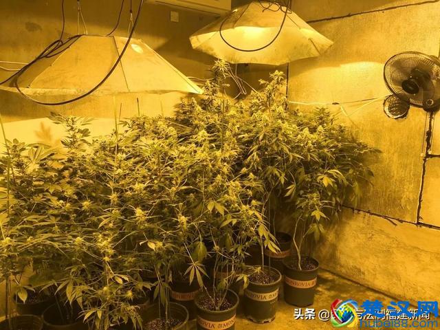 我租7套房种植物想发财，结果警察找上门