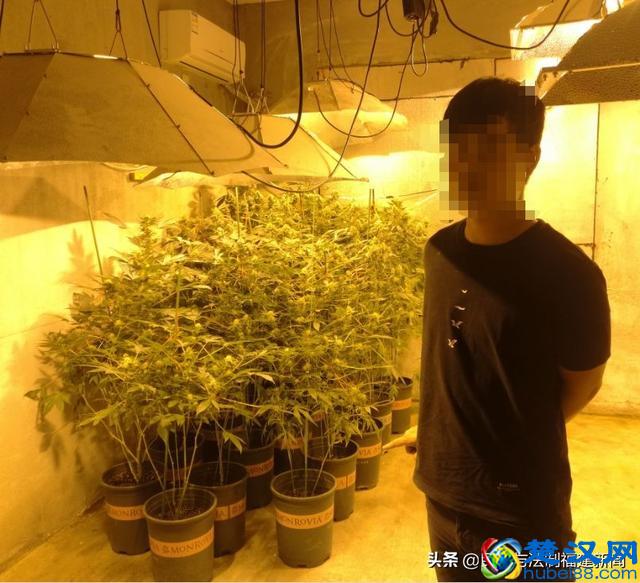 我租7套房种植物想发财，结果警察找上门