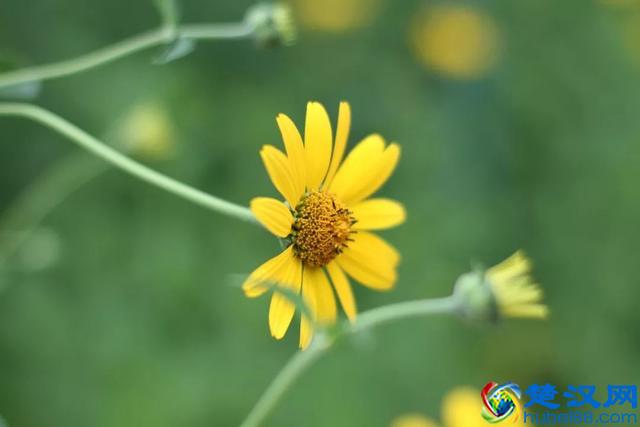 淡然是生命中一道靓丽的风景，也是一种人生境界