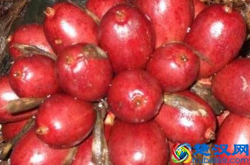 草果是啥？如何管理？