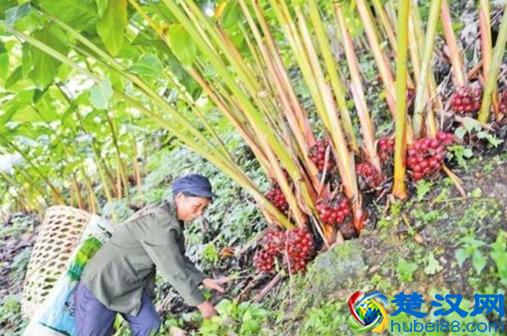 草果是啥？如何管理？