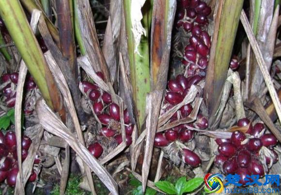 草果是啥？如何管理？