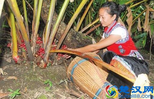 草果是啥？如何管理？