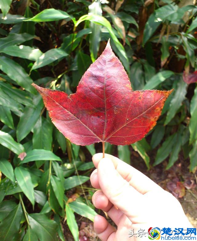 这叫什么叶子呢？梧桐树叶还是枫叶？有谁知道吗？