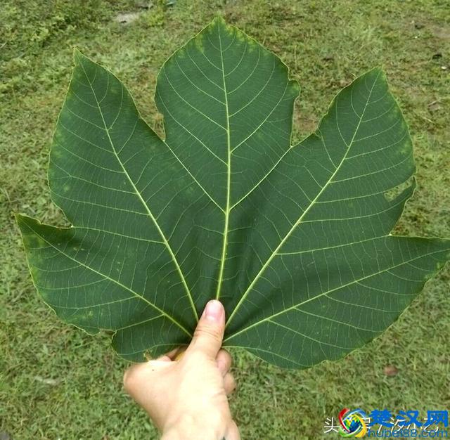 这叫什么叶子呢？梧桐树叶还是枫叶？有谁知道吗？