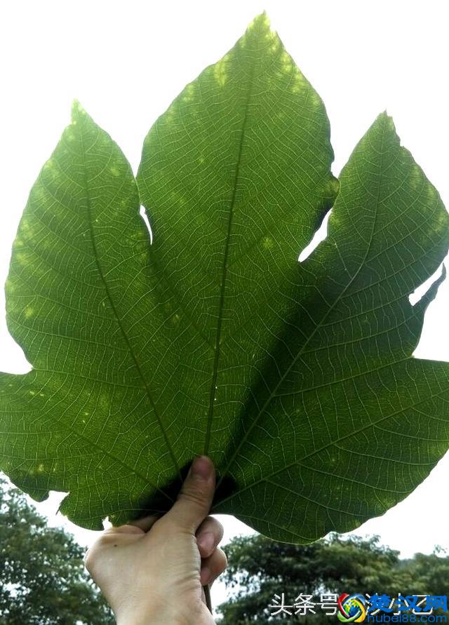 这叫什么叶子呢？梧桐树叶还是枫叶？有谁知道吗？