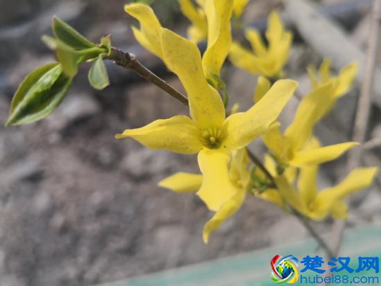 连翘花开，2019年连翘价格走势将如何？