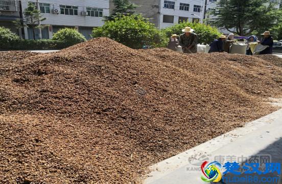 连翘花开，2019年连翘价格走势将如何？