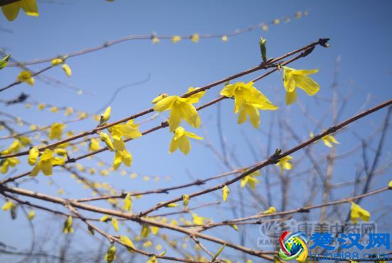 连翘花开，2019年连翘价格走势将如何？