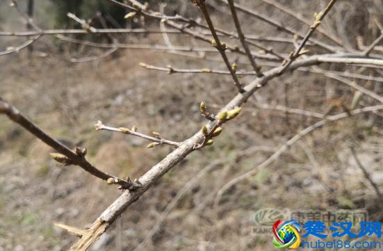 连翘花开，2019年连翘价格走势将如何？