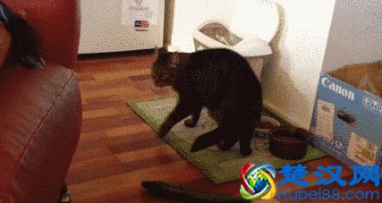 为什么猫会怕黄瓜？