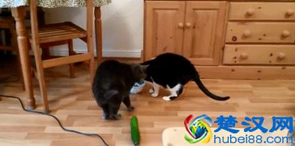 为什么猫会怕黄瓜？