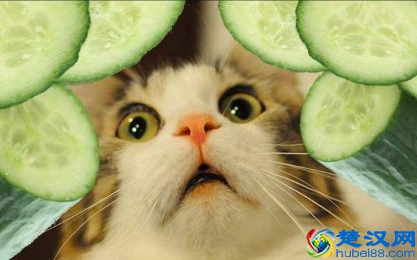 为什么猫会怕黄瓜？