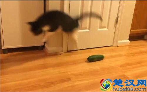 为什么猫会怕黄瓜？
