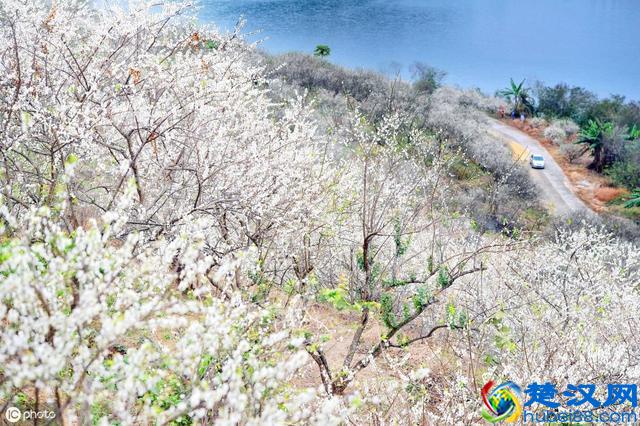 广州从化流溪梅花节游玩攻略