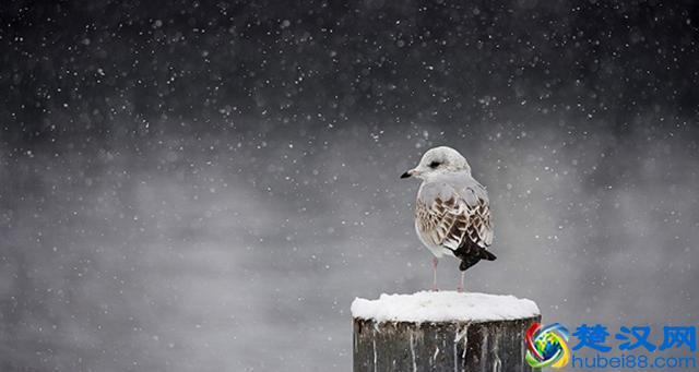 全球裁员潮来势汹汹，谁能幸免于难？
