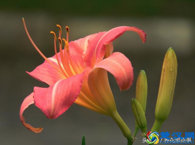 2018年母亲节送什么花？这3种花最适合在母亲节送给妈妈