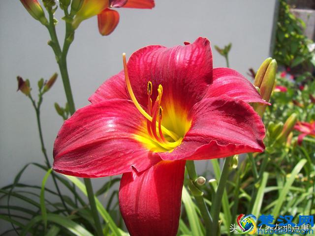 2018年母亲节送什么花？这3种花最适合在母亲节送给妈妈