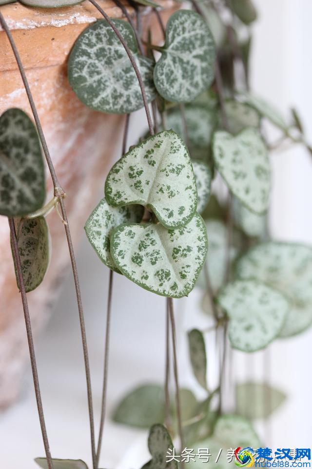 2018年母亲节送什么花？这3种花最适合在母亲节送给妈妈