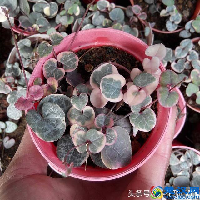 2018年母亲节送什么花？这3种花最适合在母亲节送给妈妈