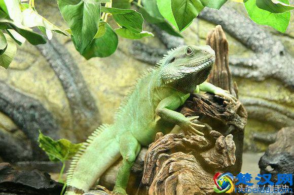 小众宠物之守宫（入门）