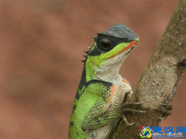 小众宠物之守宫（入门）