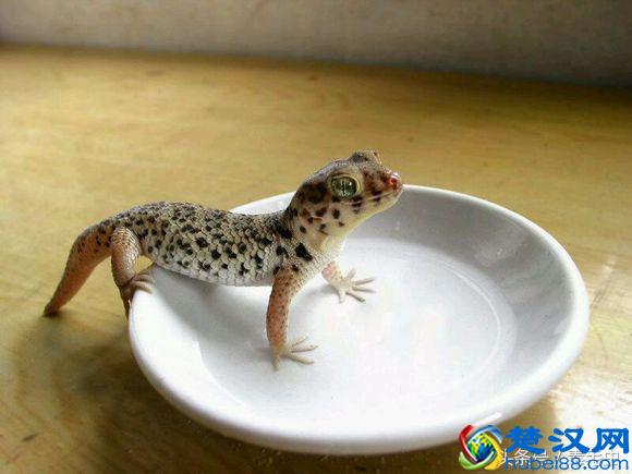 小众宠物之守宫（入门）