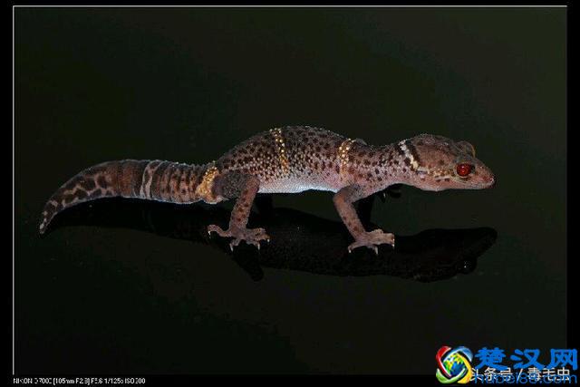 小众宠物之守宫（入门）