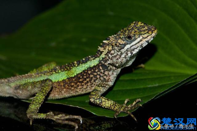 小众宠物之守宫（入门）