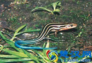 小众宠物之守宫（入门）