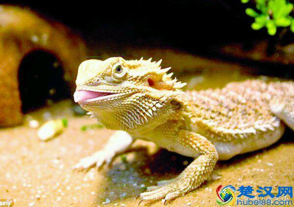 小众宠物之守宫（入门）