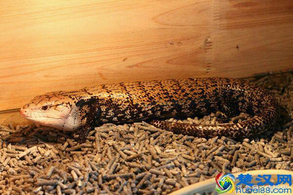 小众宠物之守宫（入门）