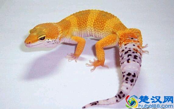 小众宠物之守宫（入门）