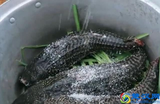 大吃货帝国子民都不吃的清道夫到底是一种什么鱼？能吃吗？