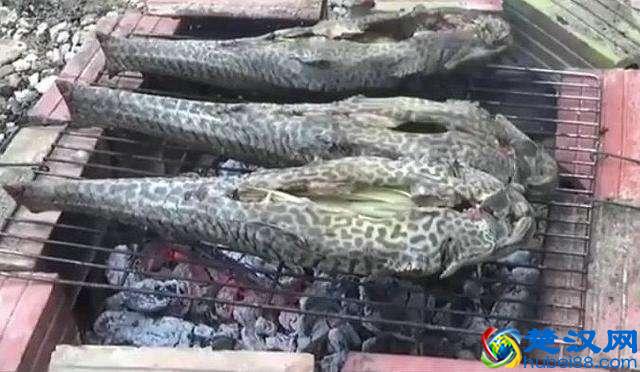 大吃货帝国子民都不吃的清道夫到底是一种什么鱼？能吃吗？