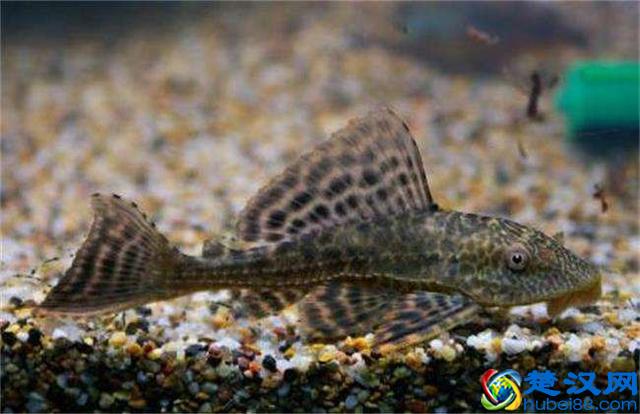 大吃货帝国子民都不吃的清道夫到底是一种什么鱼？能吃吗？