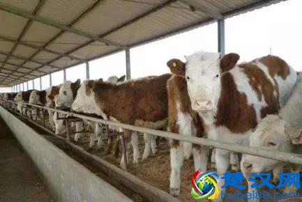 现在农村哪些养殖项目赚钱？这4个前景不错，了解一下？